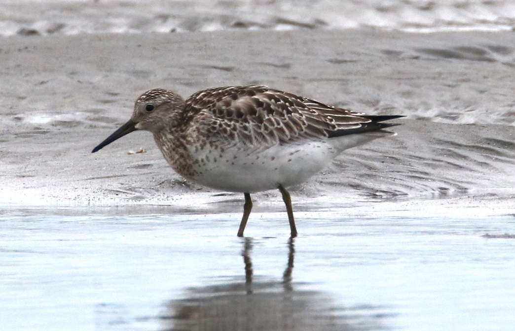 オバシギ【No.3317】　Calidris tenuirostris