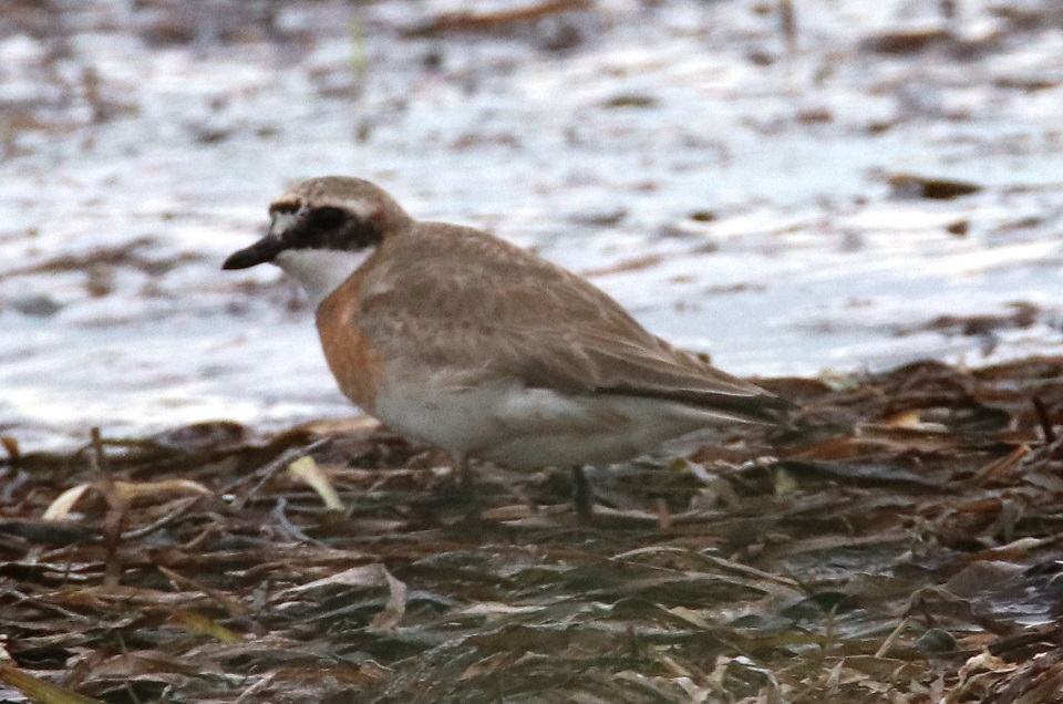 メダイチドリ【No.2697】　Charadrius mongolus