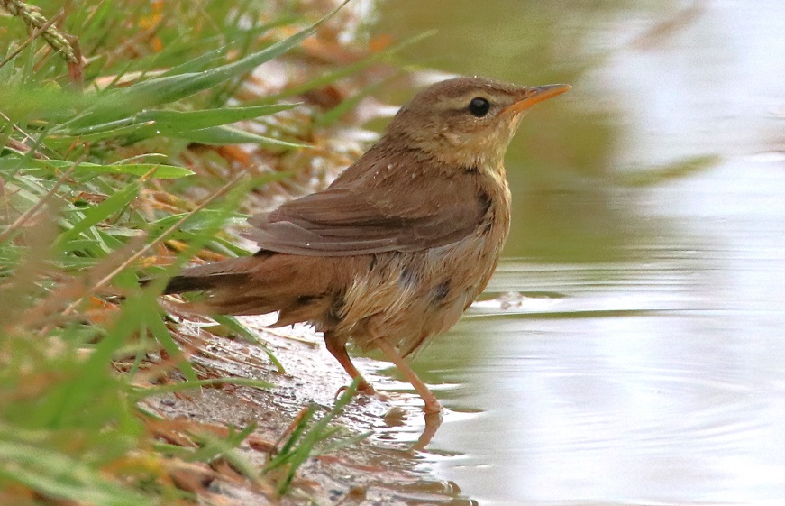 シマセンニュウ【No.2694】　Locustella ochotensis