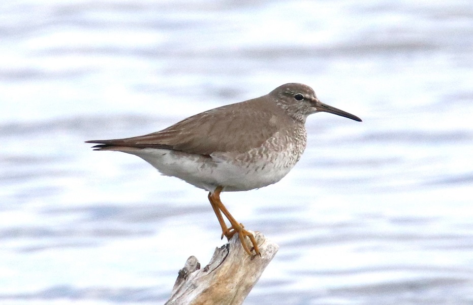 キアシシギ【No.2695】　Tringa brevipes