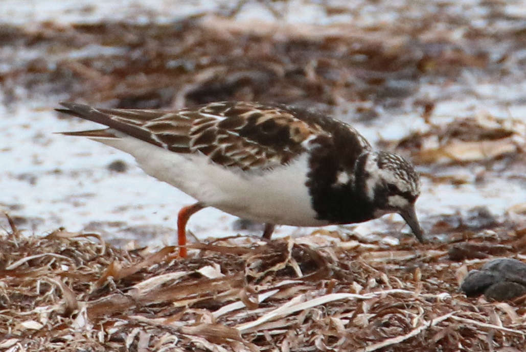 キョウジョシギ【No.2699】　Arenaria interpres