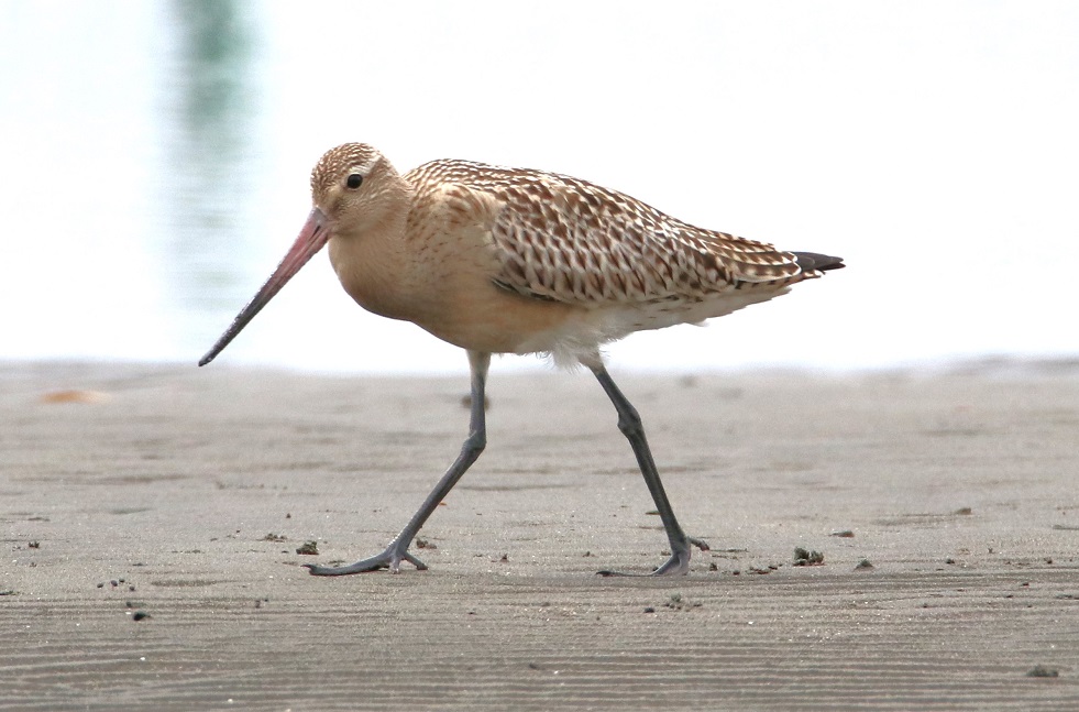 オオソリハシシギ【No.3318】　Limosa lapponica