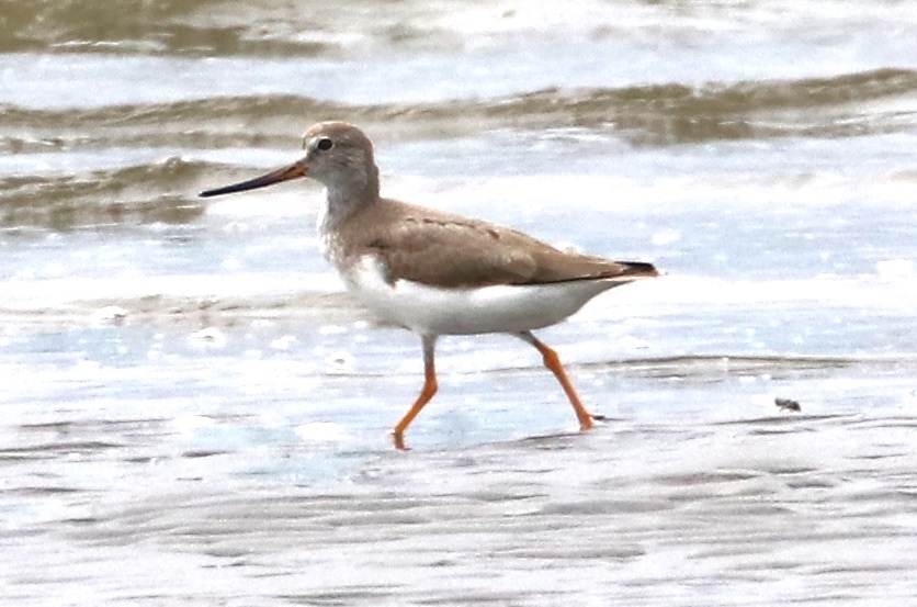ソリハシシギ【No.3319】　Xenus cinereus