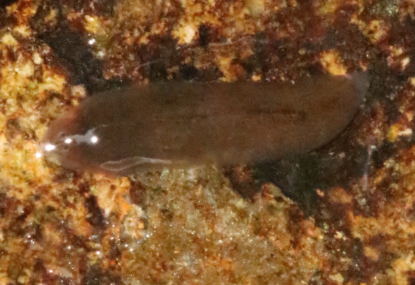 ナミウズムシ【No.2703】　Dugesia japonica