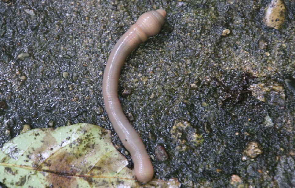 ノラクラミミズ【No.2706】　Metaphire megascolidioides