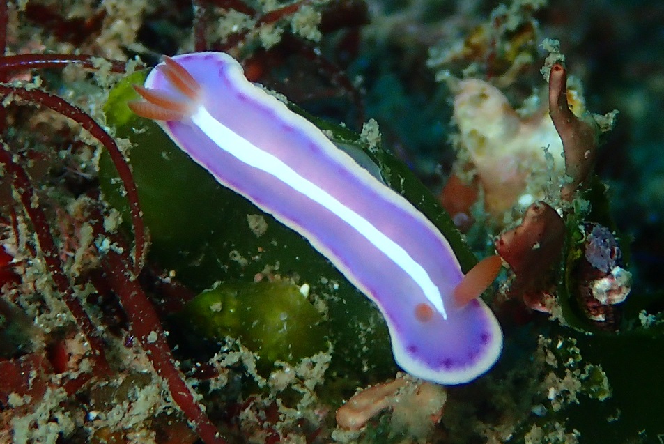 シモダイロウミウシ【No.1758】　Hypselodoris shimodaensis