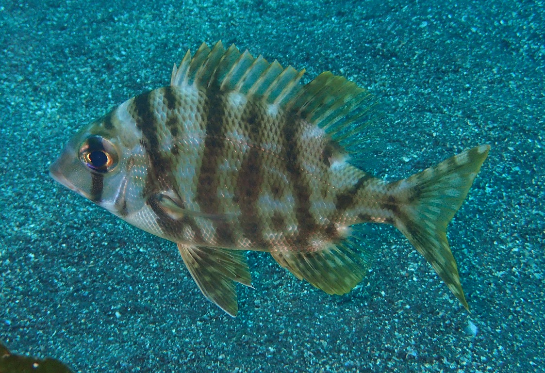 メイチダイ【No.1759】　Gymnocranius griseus