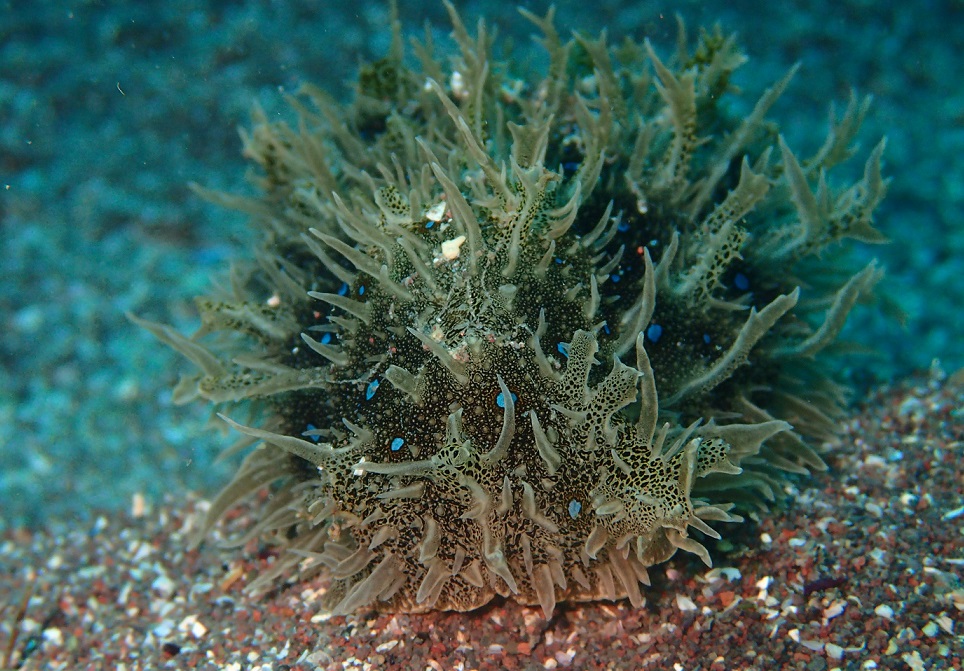 フレリトゲアメフラシ【No.1760】　Bursatella leachii