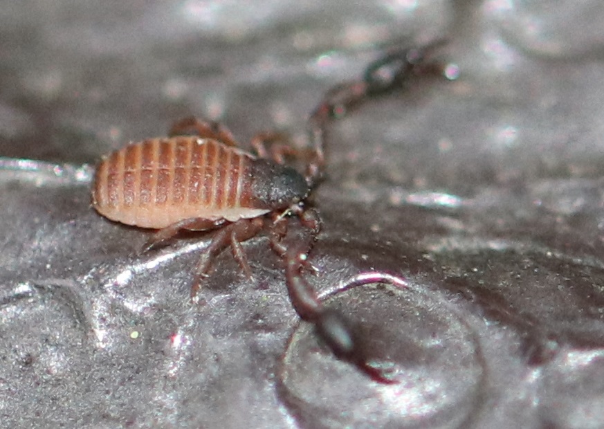 トゲヤドリカニムシ【No.1762】　Haplochernes boncicus