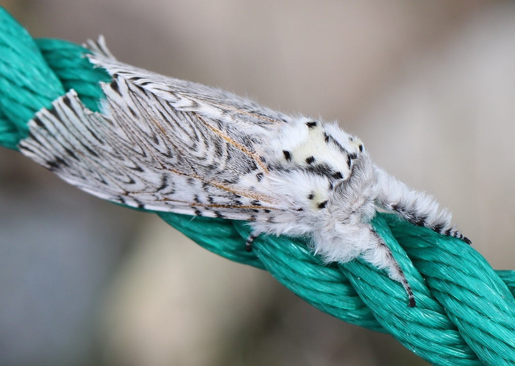 モクメシャチホコ【No.1812】