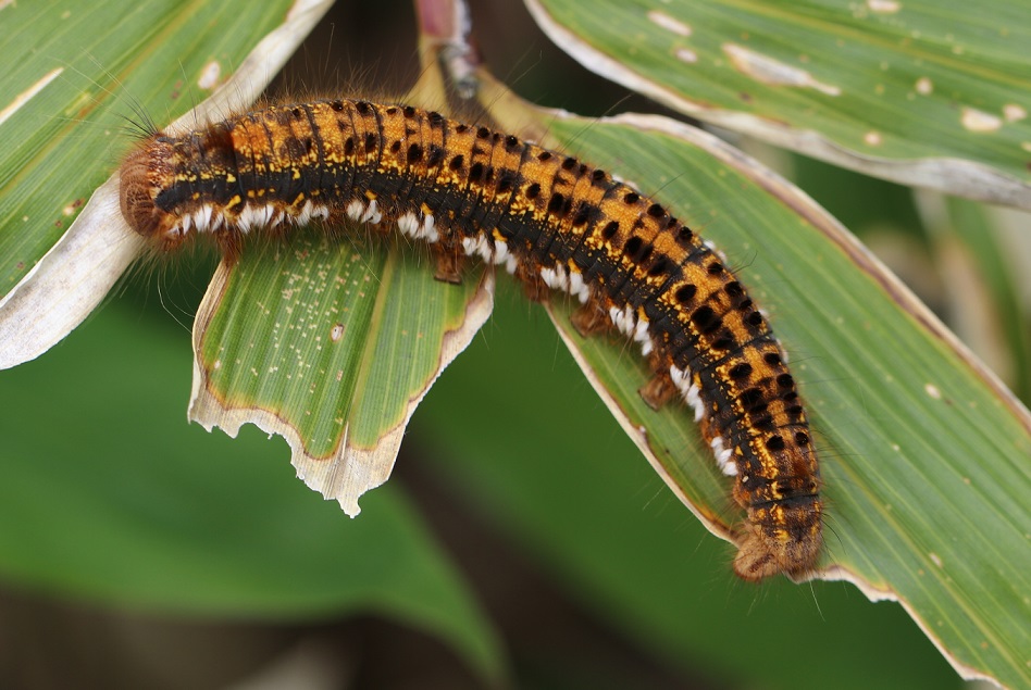 ヨシカレハ【No.1815】