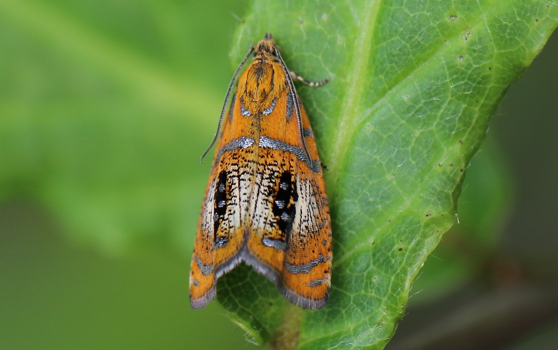 モンギンスジヒメハマキ【No.1816】