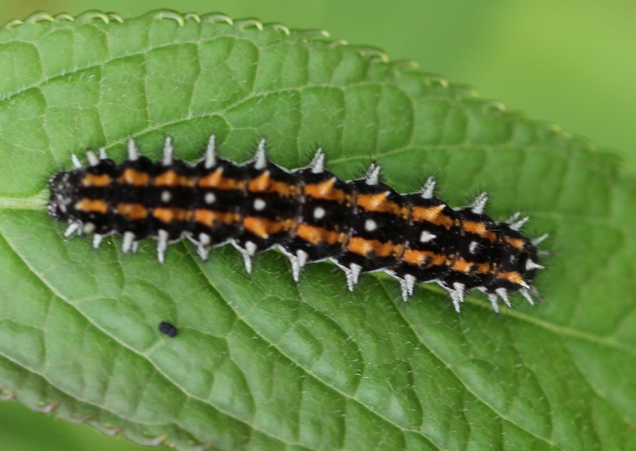 コヒョウモンモドキ【No.1819】