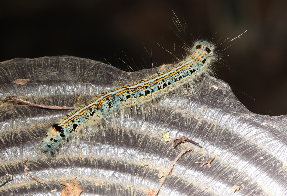 オビカレハ【No.1821】　Malacosoma neustrium