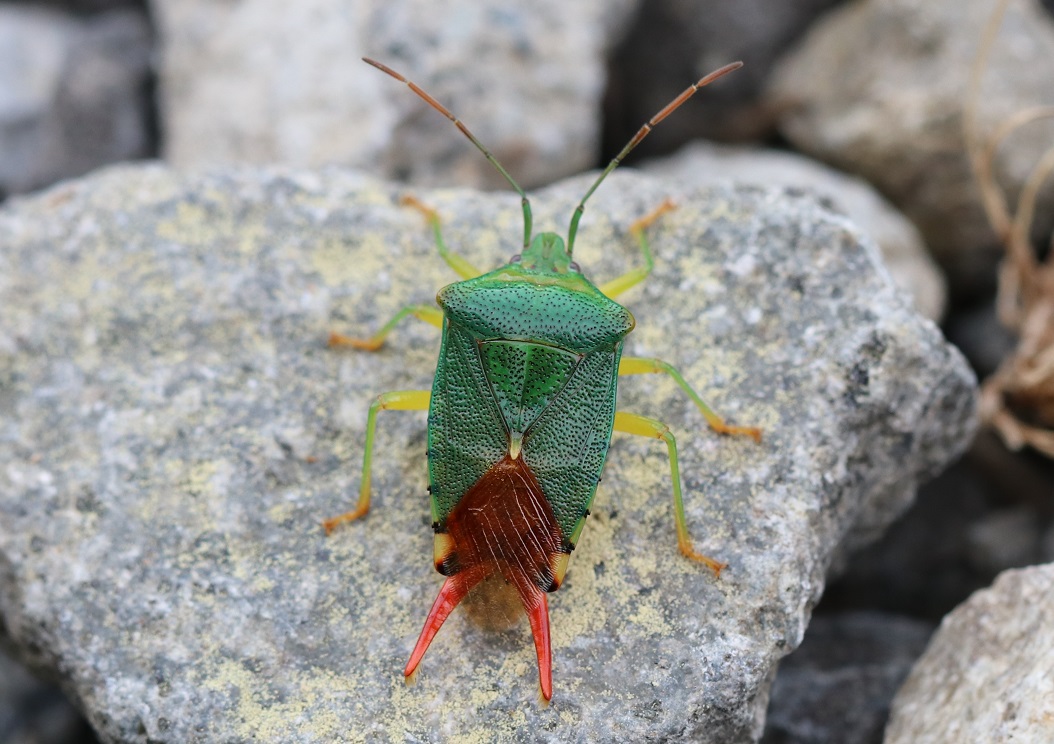 ヒメハサミツノカメムシ【No.1822】　Acanthosoma forficula