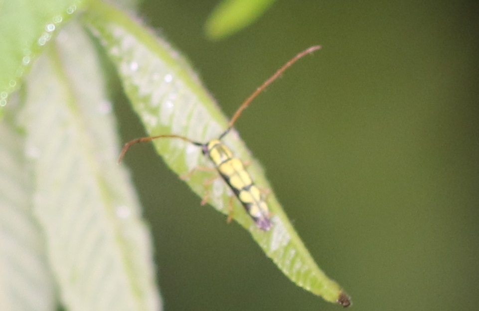 オニグルミノキモンカミキリ【No.1842】　Menesia flavotecta