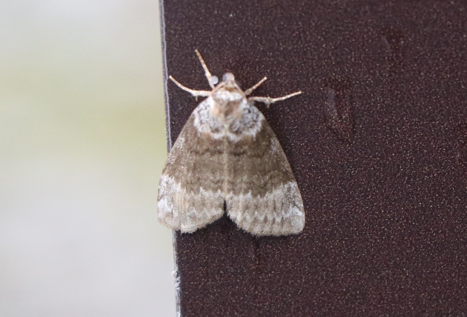 ヒトテントガリバ【No.1843】　Tetheella fluctuosa
