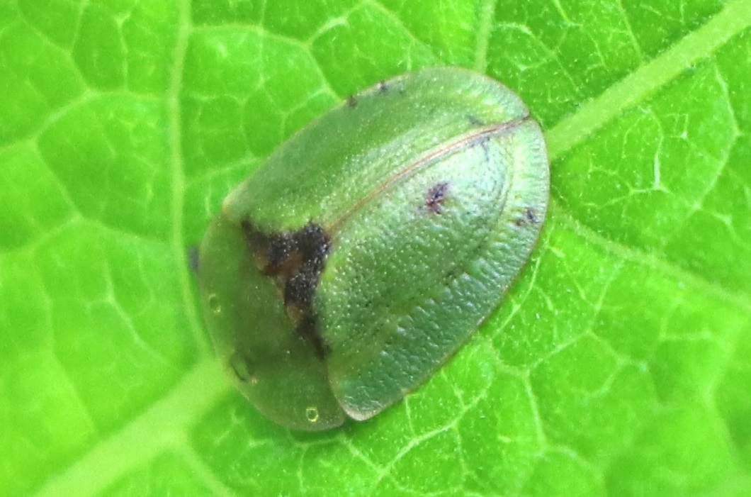 ミドリカメノコハムシ【No.1847】　Cassida erudita