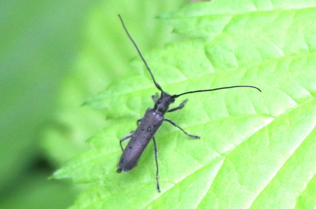 クロニセリンゴカミキリ【No.1849】　Eumecocera unicolor