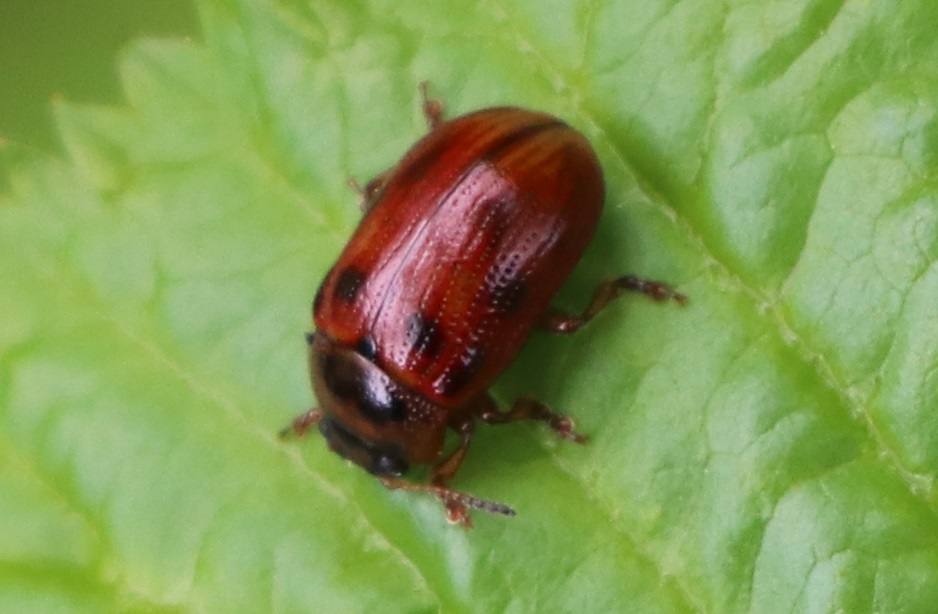 ヤナギホシハムシ【No.1851】　Gonioctena honshuensis