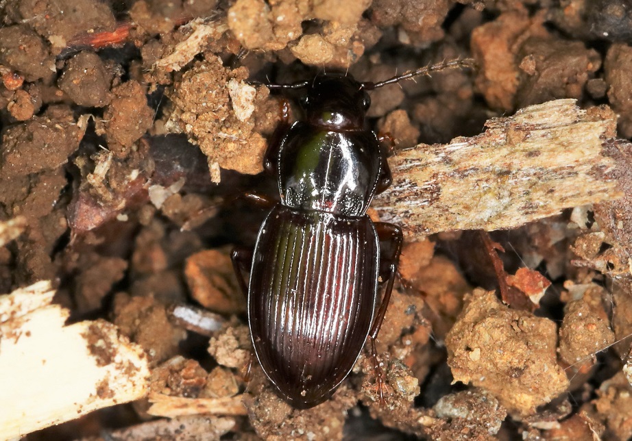 アカガネオオゴミムシ【No.1853】　Myas cuprescens