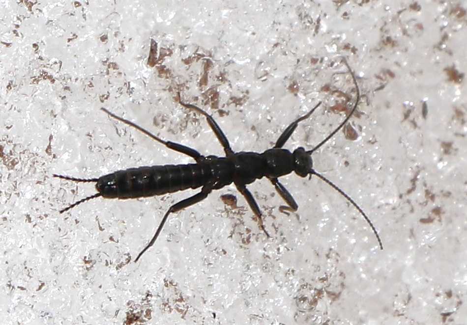 セッケイカワゲラ【No.1855】　Eocapnia nivalis