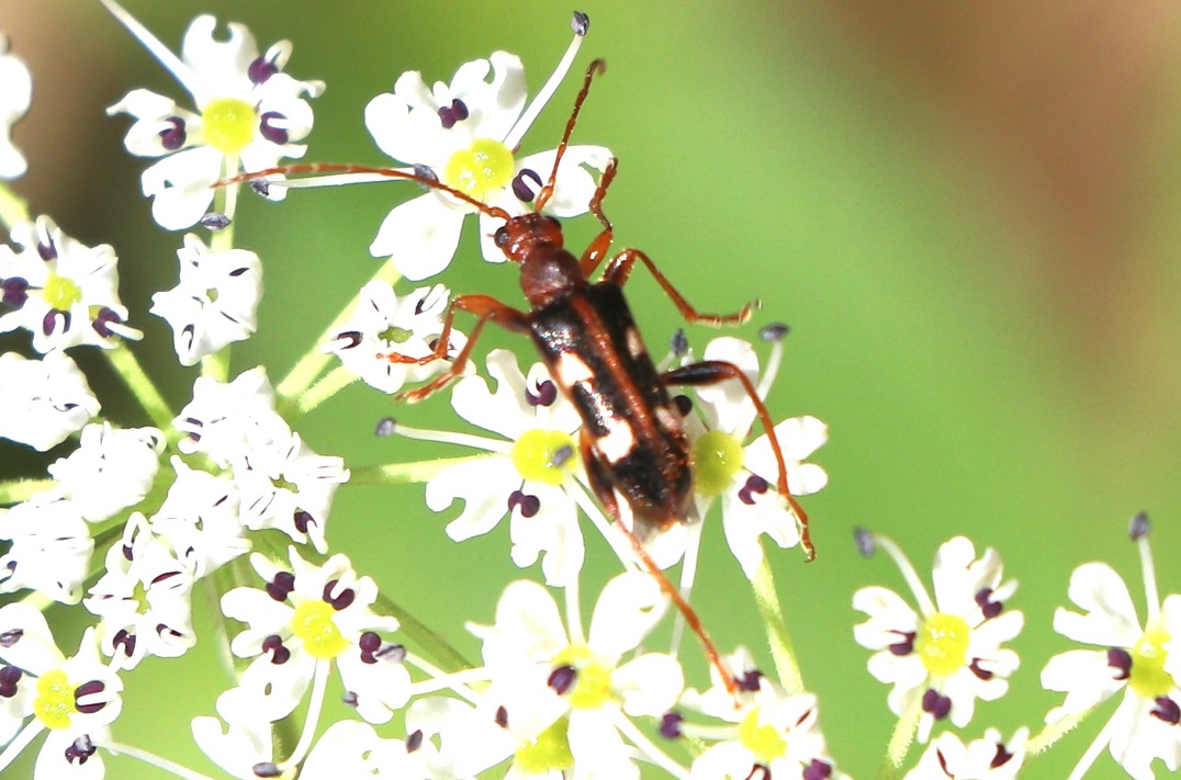 フタオビヒメハナカミキリ【No.1856】　Pidonia puziloi
