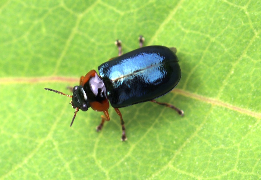 キボシルリハムシ【No.1858】　Smaragdina aurita nigrocyanea