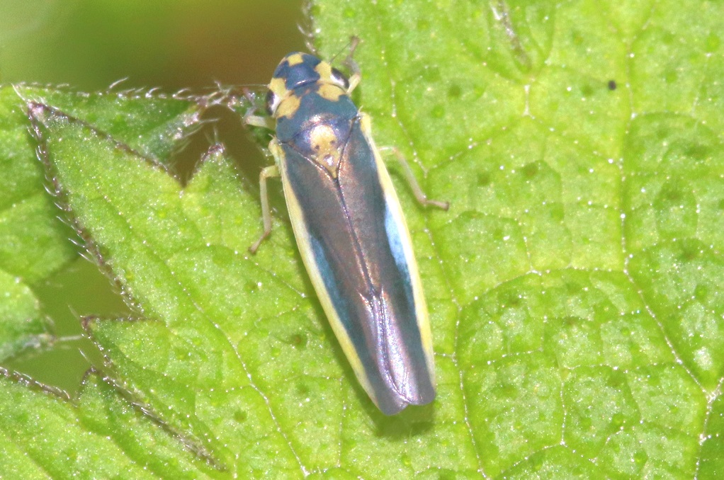 マエジロオオヨコバイ【No.1859】　Kolla atramentaria