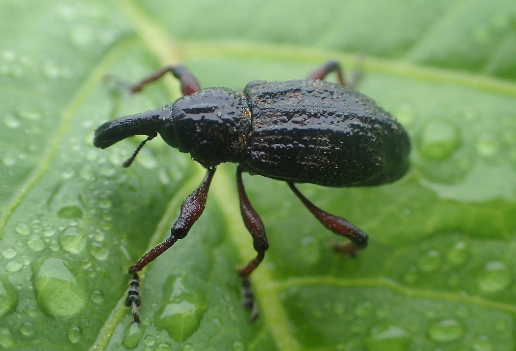 タマゴゾウムシ【No.1864】　Dyscerus orientalis