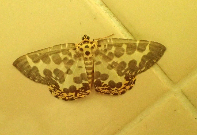 シロジマエダシャク【No.1865】　Euryobeidia languidata