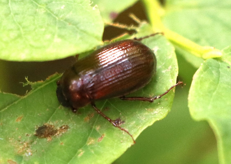 ヒダチャイロコガネ【No.1871】　Sericania hidana