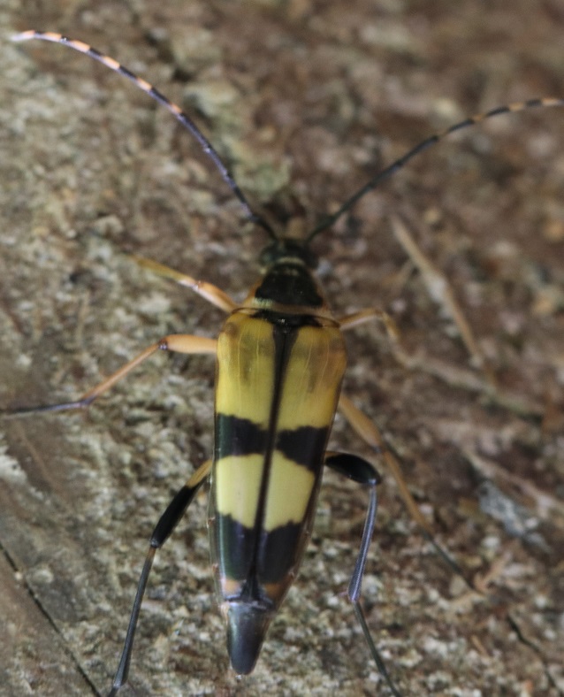 フタスジハナカミキリ【No.1875】　Etorofus vicaria