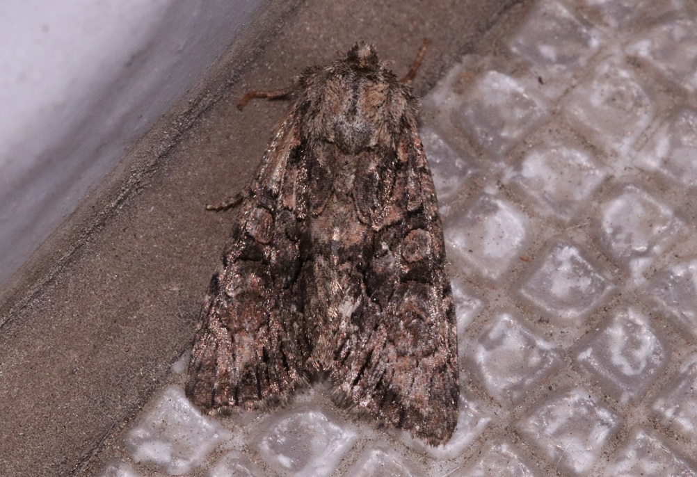 ハンノキリガ【No.1703】　Lithophane ustulata