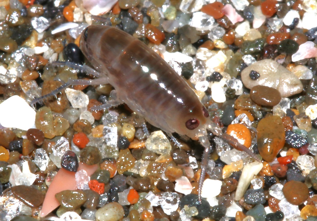 ヒメハマトビムシの一種【No.2158】　Platorchestia sp.