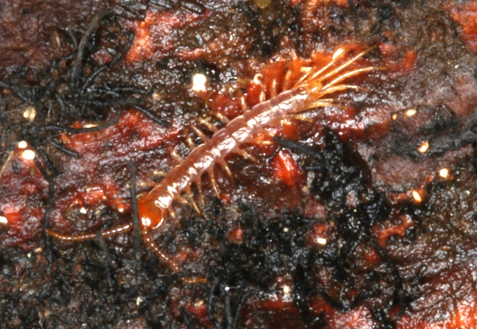 イッスンムカデ【No.2004】　Bothropolys rugosus