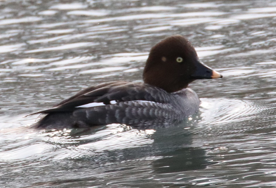 ホオジロガモ【No.2016】　Bucephala clangula