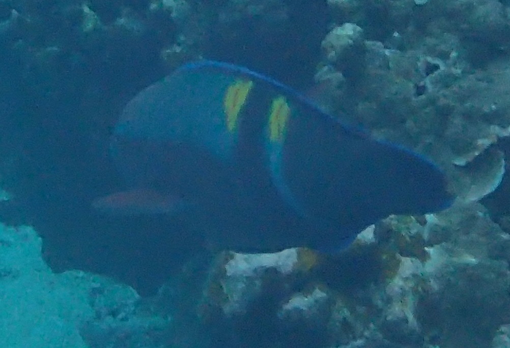 オビブダイ【No.2019】　Scarus schlegeli