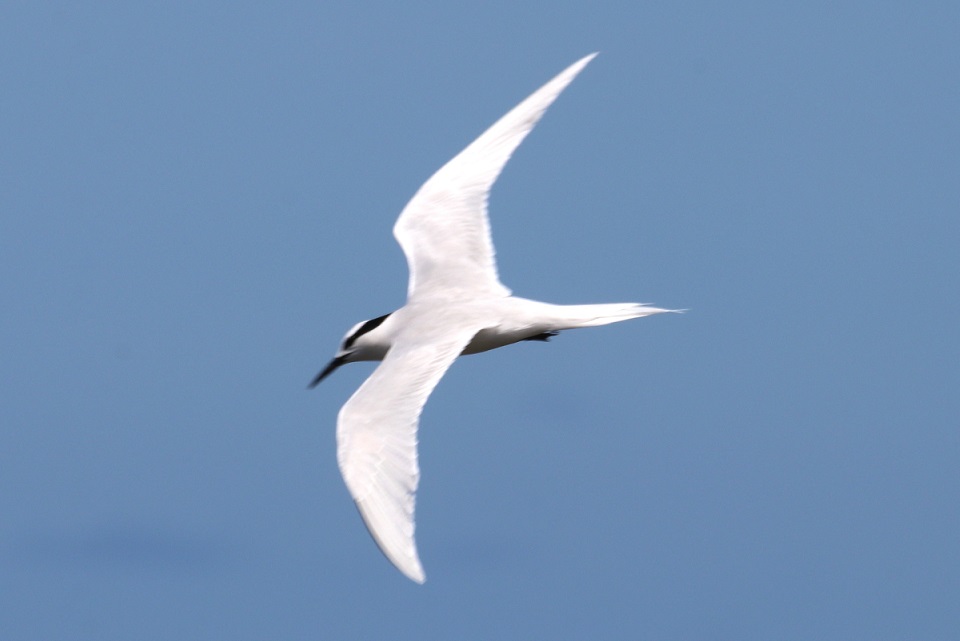 エリグロアジサシ【No.2217】　Sterna sumatrana