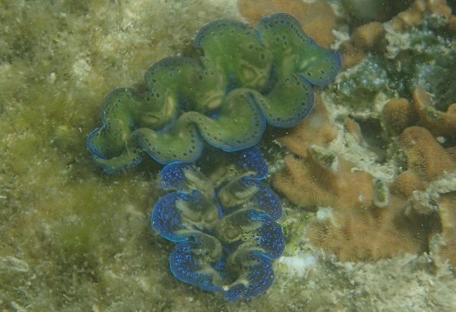 ヒメシャコガイ【No.2218】　Tridacna crocea