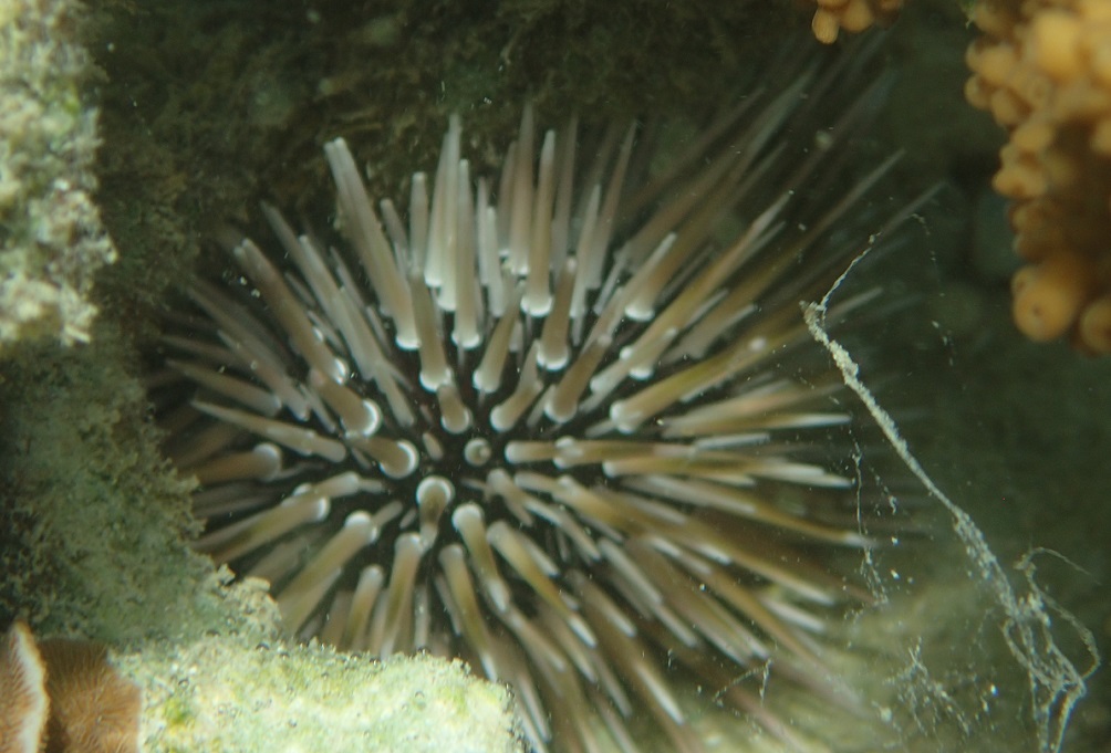ツマジロナガウニ【No.2219】　Echinometra tsumajiro