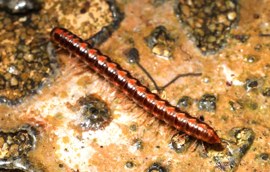 ホルストネジアシヤスデ【No.2214】　Helicorthomorpha holstii