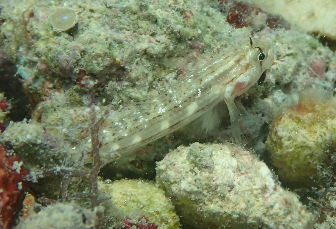 カタボシオオモンハゼ【No.2220】　Gnatholepis cauerensis