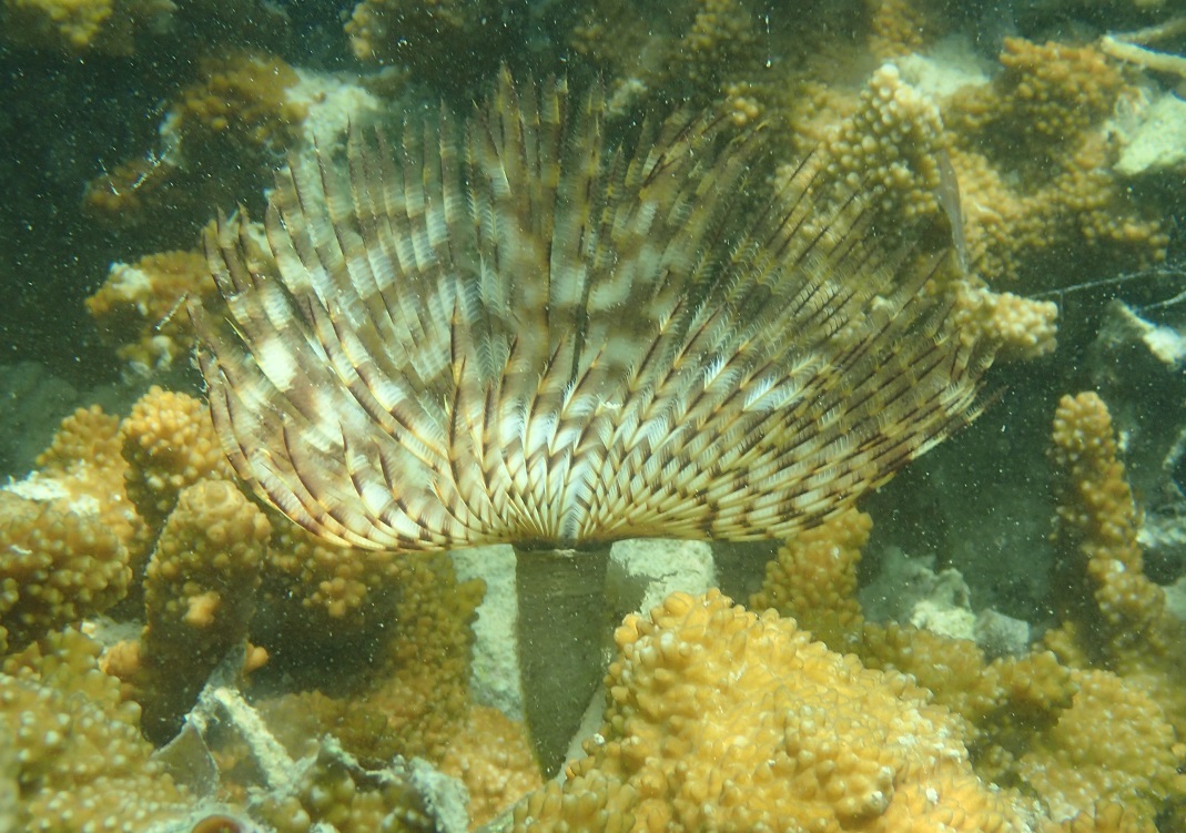 インドケヤリ【No.2222】　Sabellastarte sanctijosephi