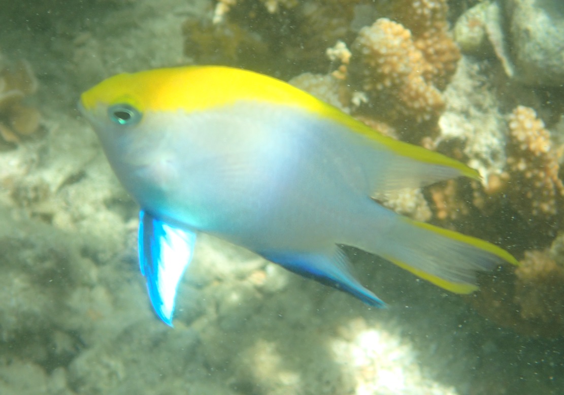 クロスズメダイ【No.2224】　Neoglyphidodon melas