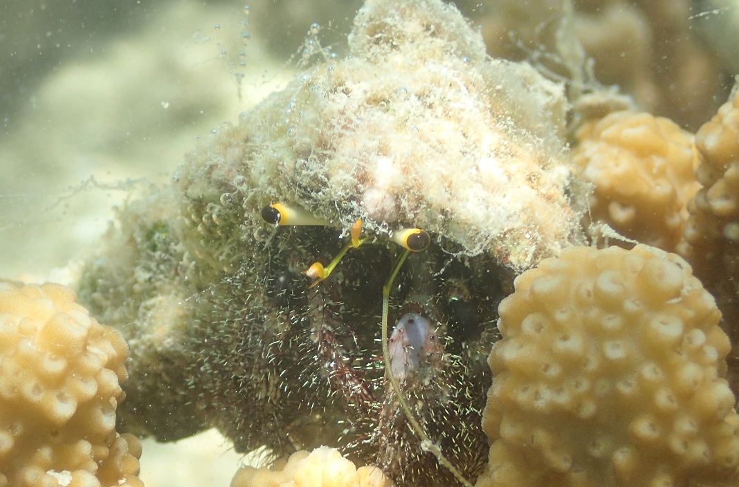 オイランヤドカリ【No.2225】　Dardanus lagpodes