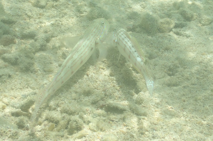 サザナミハゼ【No.2226】　Valenciennea longipinnis