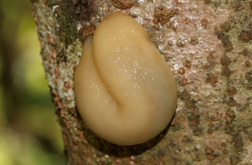 ヤンバルヤマナメクジ【No.2257】　Meghimatium sp.