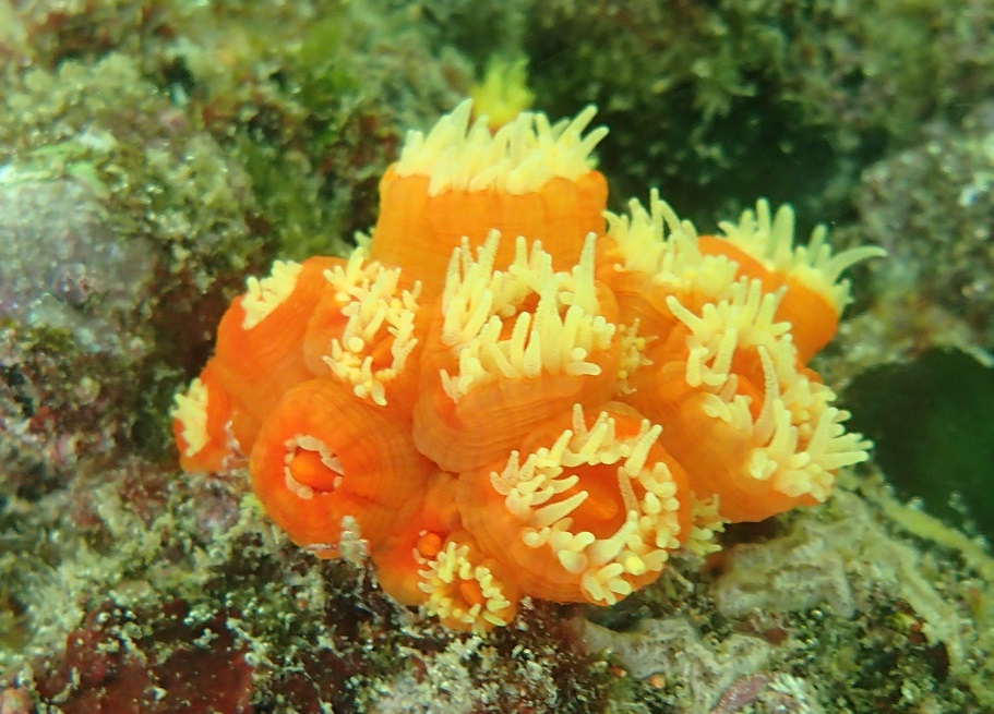 イボヤギ【No.2657】　Tubastraea faulkneri