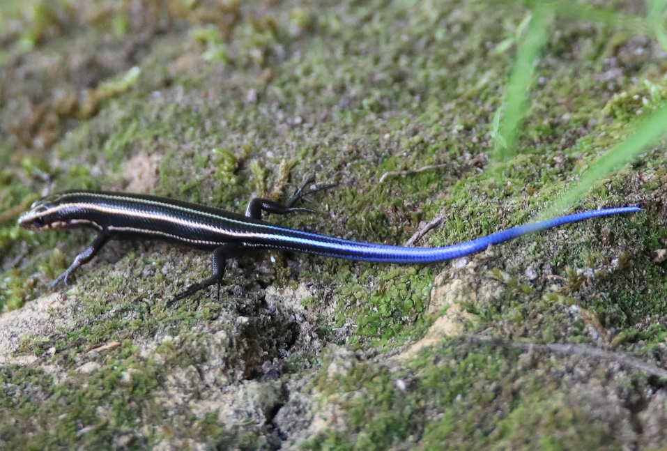 オキナワバーバートカゲ【No.2259】　Plestiodon toyamai